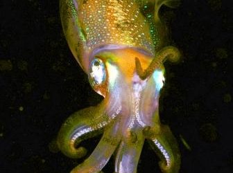 ¿Cuánto viven los calamares?