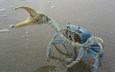 “Cangrejo azul” o “Jaiba”.