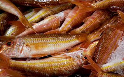 Salmonete (El pez detective)