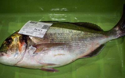 DORADA