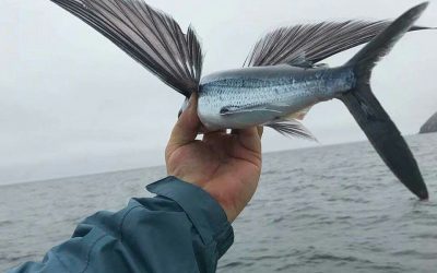 Los Peces Voladores