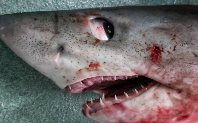 LOS PECES PELIGROSOS | LOS TEMIBLES TIBURONES