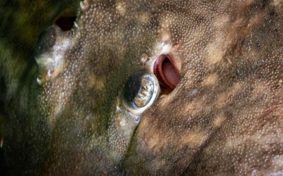 LOS PECES PELIGROSOS | LOS PECES ELÉCTRICOS