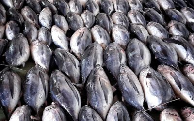 PECES CON SANGRE Y CARNE VENENOSA