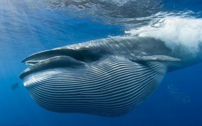 Datos asombrosos de la ballena azul