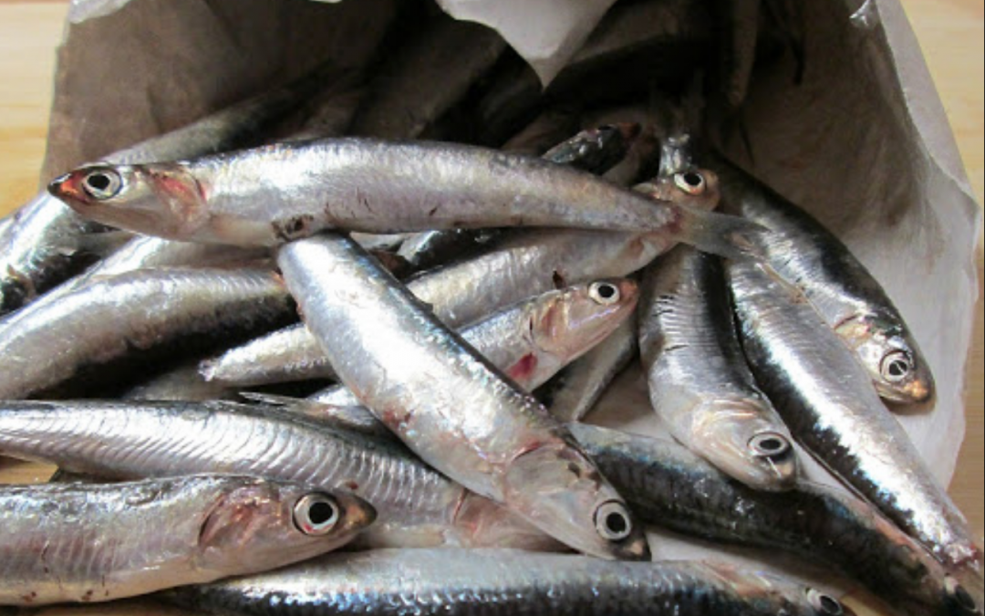 La Anchoa y el Boquerón