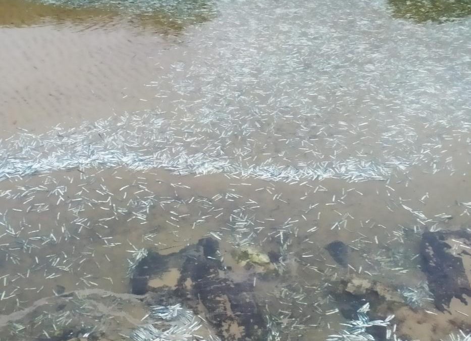 Bocarte en nuestras playas