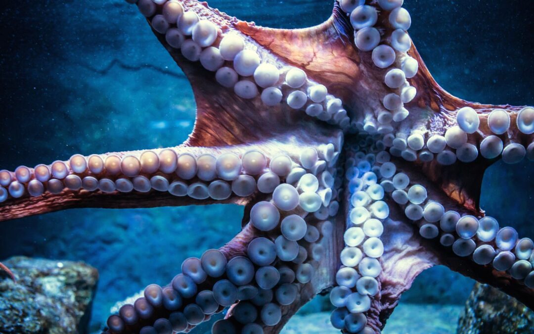 ¿Sabíais que hoy, día 8 de octubre, es el “Día Mundial del Pulpo” ?