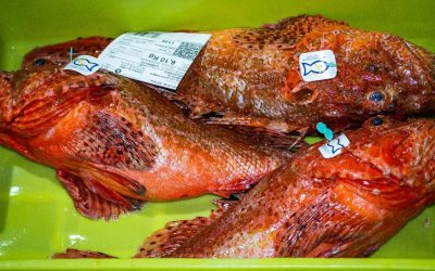 PECES CON ESPINAS PELIGROSAS |  CABRACHOS