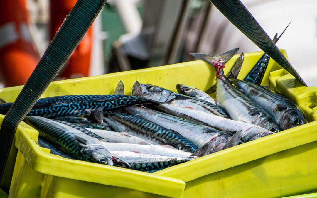 LA IMPORTANCIA DEL FUERO EN LA VENTA DE PESCADOS AL EXTERIOR