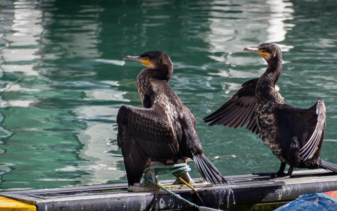 CORMORANES