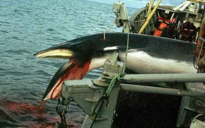 ¿POR QUÉ NORUEGA PERSISTE EN SEGUIR CAZANDO BALLENAS?
