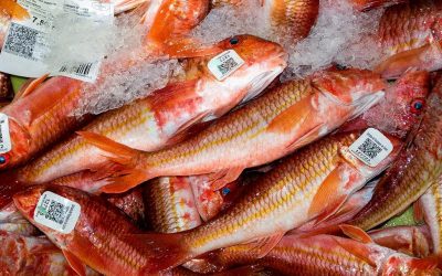 DE LA MANO DE LA PESCA  ARTESANAL  AL FUTURO