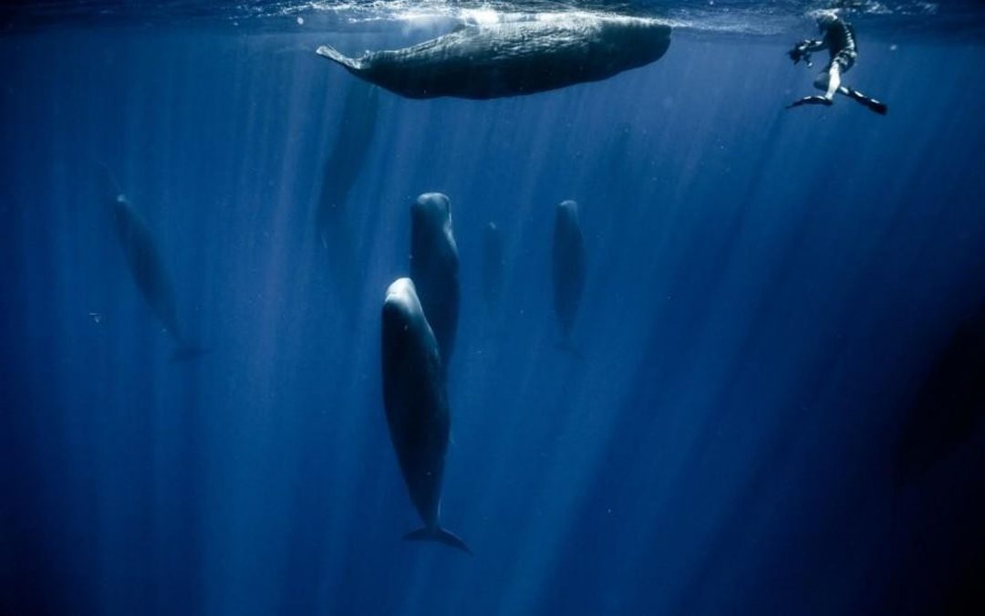 ¿CÓMO DUERMEN LOS CETÁCEOS?