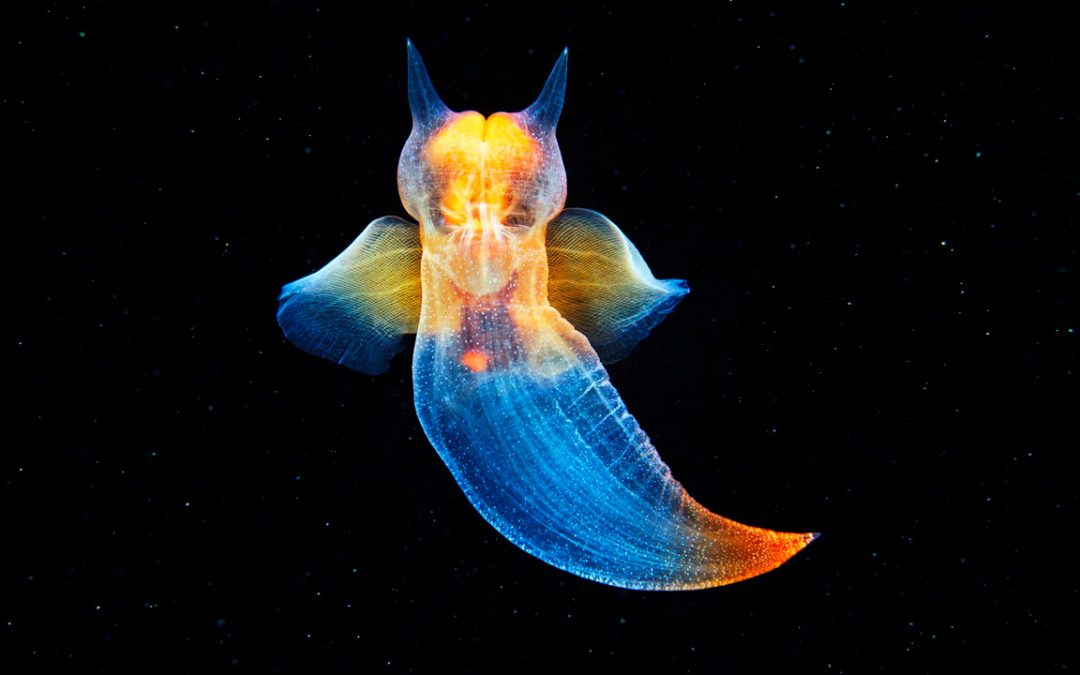 Ángel de Mar’. Babosa marina