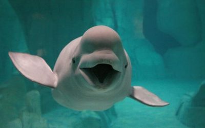 La música y las belugas.