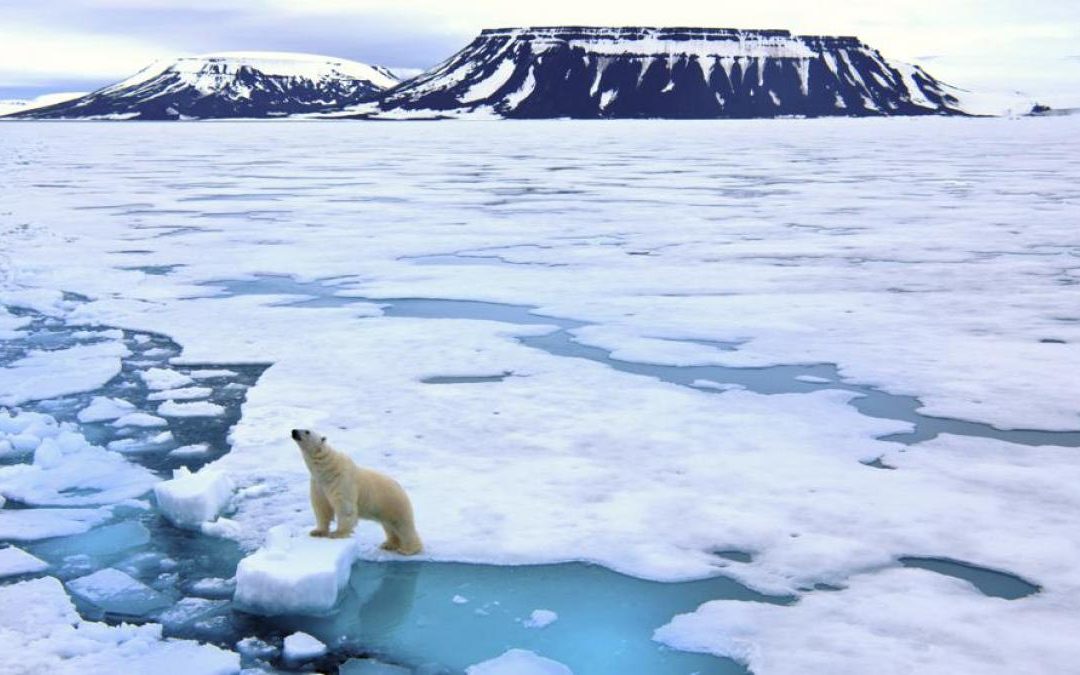 Ártico y Antártico: dónde están y en qué se diferencian