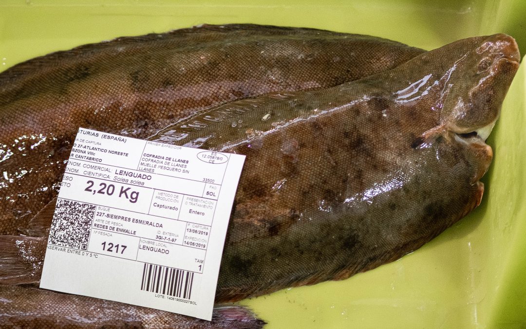 LA MIGRACIÓN DEL OJO EN LOS PECES PLANOS