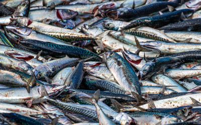 LOS HISTÓRICOS DE LA XARDA DE LOS PESCADORES DE LLANES