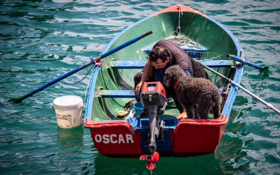 MÁS DE LOS PERROS DE AGUAS DEL PUERTO