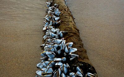 UNA SUERTE DE PERCEBES