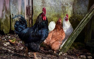 GALLINAS URBANAS | AÑO 1963