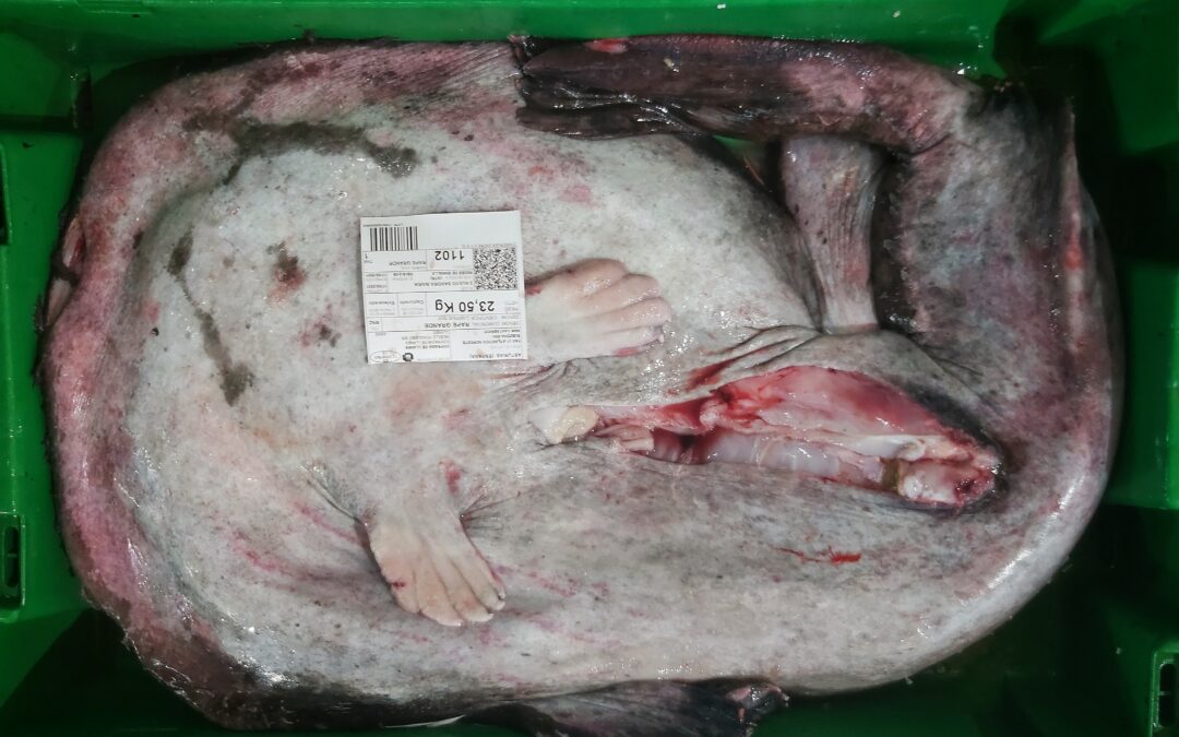 ¿SABÍAIS QUÉ EL PIXÍN FUE LA ESPECIE MÁS PESCADA EN LLANES EN EL AÑO 1990? 