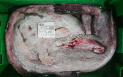 ¿SABÍAIS QUÉ EL PIXÍN FUE LA ESPECIE MÁS PESCADA EN LLANES EN EL AÑO 1990? 