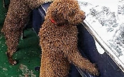 “PERRO DE AGUA” DEL CANTÁBRICO.