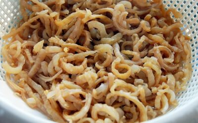 LA MEDUSA COMESTIBLE