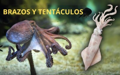 BRAZOS Y TENTÁCULOS
