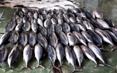 HACE CIEN AÑOS, ABUNDANCIA DE BONITO