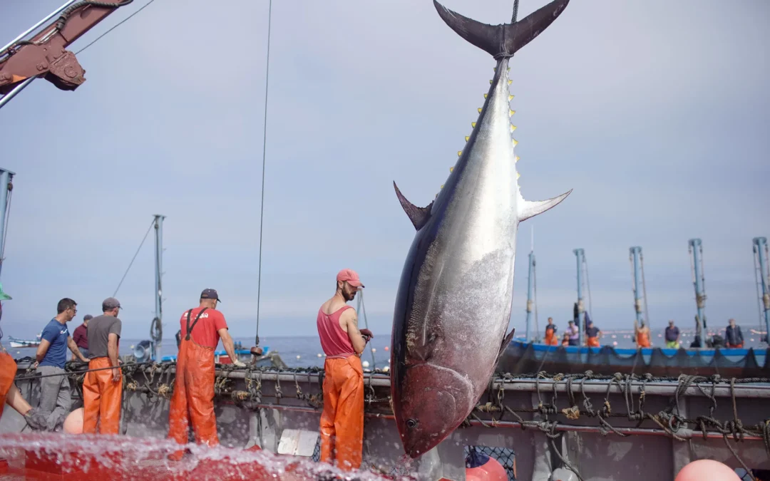 NUESTRAS ARTES DE PESCA.