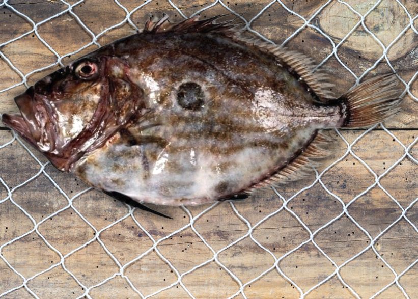 EL “PEZ DE SAN PEDRO”, UN PEZ DE LEYENDA