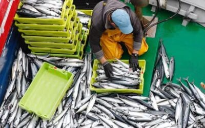 EL SALMÓN Y LA CABALLA. UNA “BATALLA NUTRICIONAL”