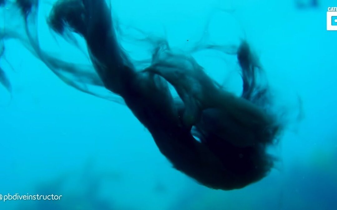 LA TINTA DEL CALAMAR.