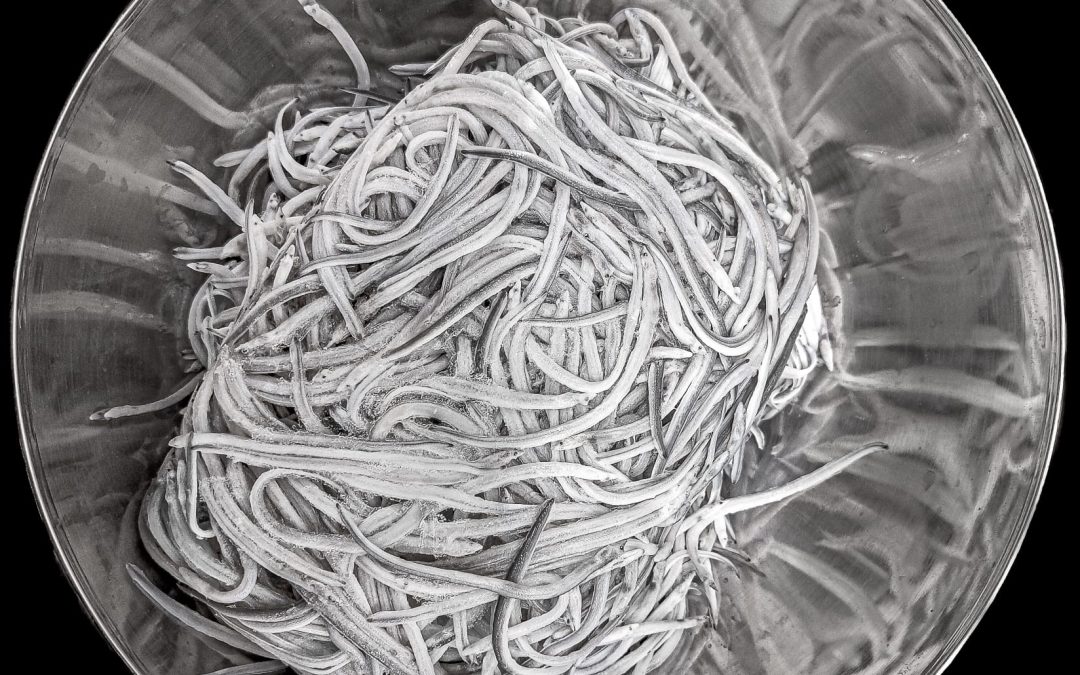 ¿CONOCÉIS EL CICLO BIOLÓGICO DE LA ANGULA?