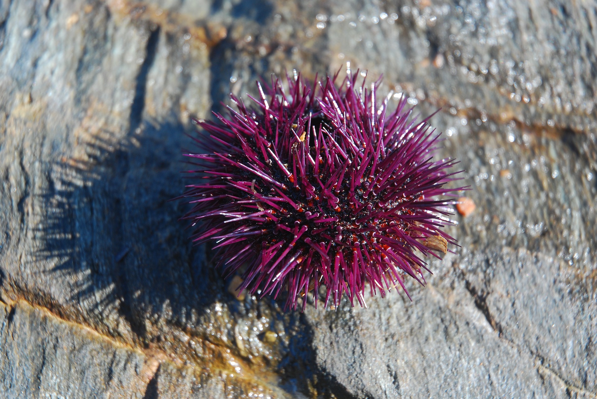 Foto (1) ‘Oriciu’ Foto (1) 'Oriciu'