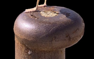 AÑO 1887, ¿SABÍAIS QUE A FINALES DEL SIGLO XIX SE TEMIÓ POR LA DESAPARICIÓN DE LAS GAVIOTAS?