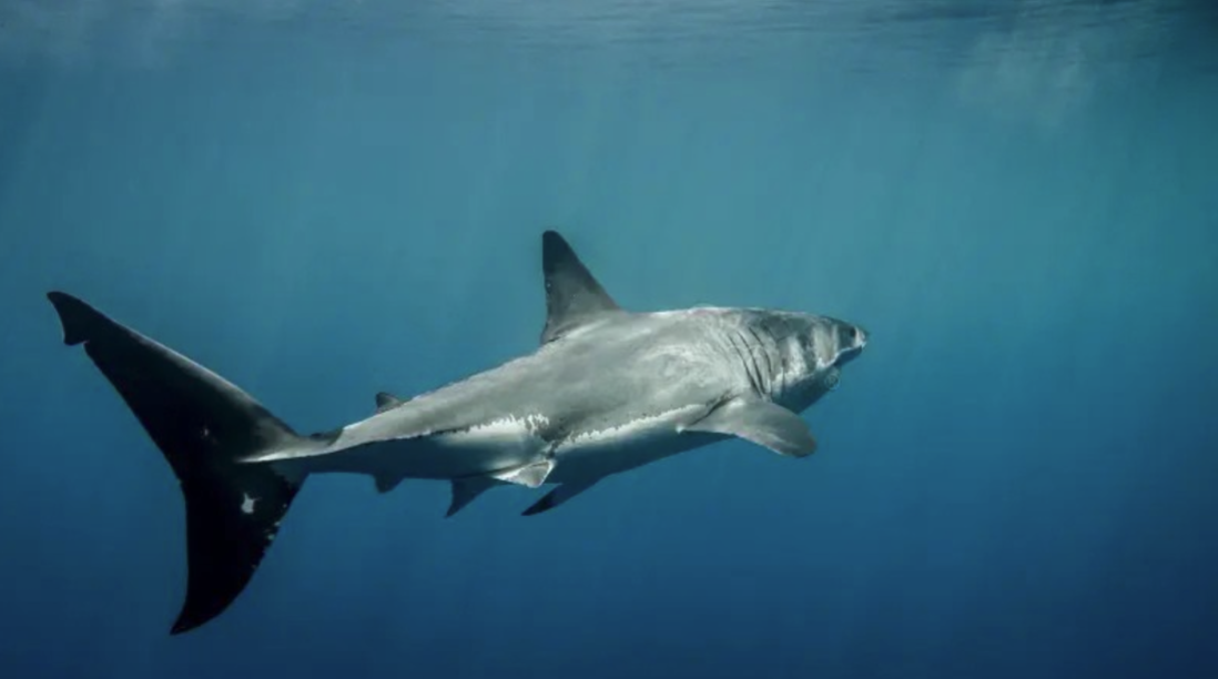 Foto (3) Aleta caudal ‘heterocerca’ de un ‘Gran blanco’ (‘Carcharodon carcharias’)