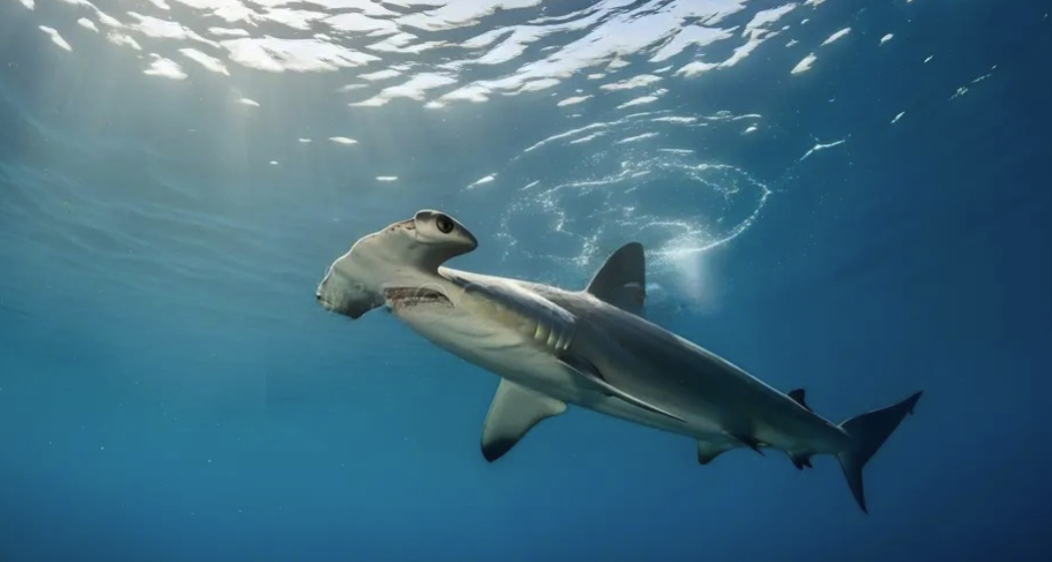 Foto (4) Aleta caudal 'heterocerca', de un 'Tiburon martillo'