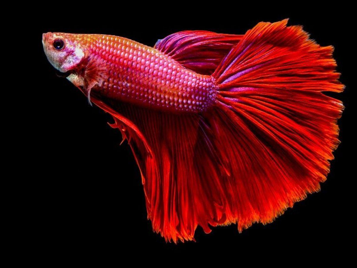 Foto (1) Aleta caudal 'homocerca' de un betta splendens o 'luchador del Siam'