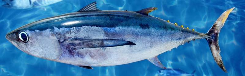 Foto (2) Aleta caudal 'homocerca' de un 'alalunga' (Bonito blanco del Norte)