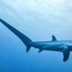 Foto (5) Aleta caudal 'heterocerca', de un 'Tiburon zorro'