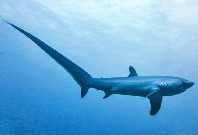 Foto (5) Aleta caudal 'heterocerca', de un 'Tiburon zorro'