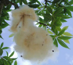  Fibra del fruto del 'kapokc' o 'miraguano'