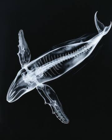 Radiografia de la columna de una ballena