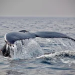 Cola de una ballena