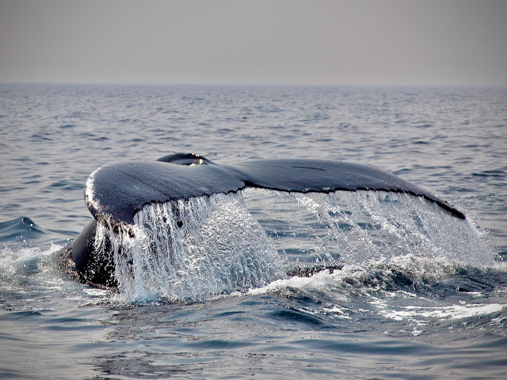 Cola de una ballena